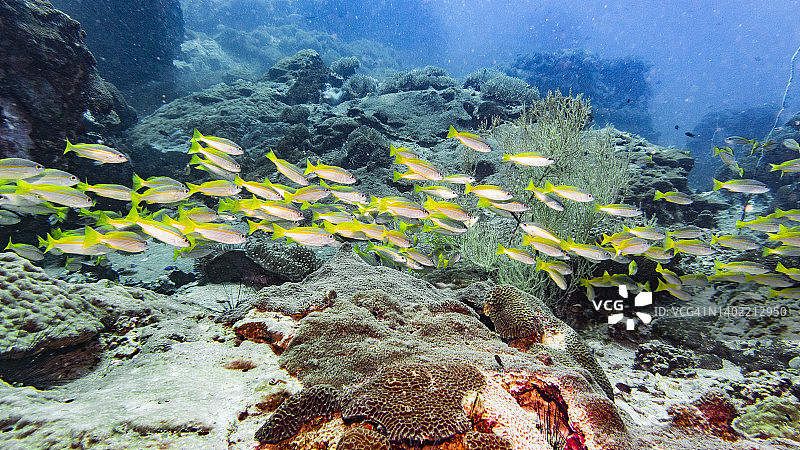 泰国涛岛附近的鲹鱼群图片素材