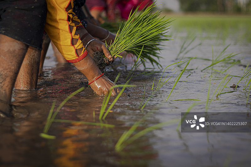 双手播种植物特写镜头图片素材