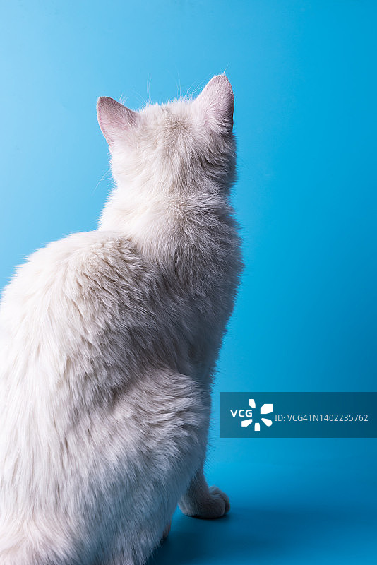 猫的背影图片素材