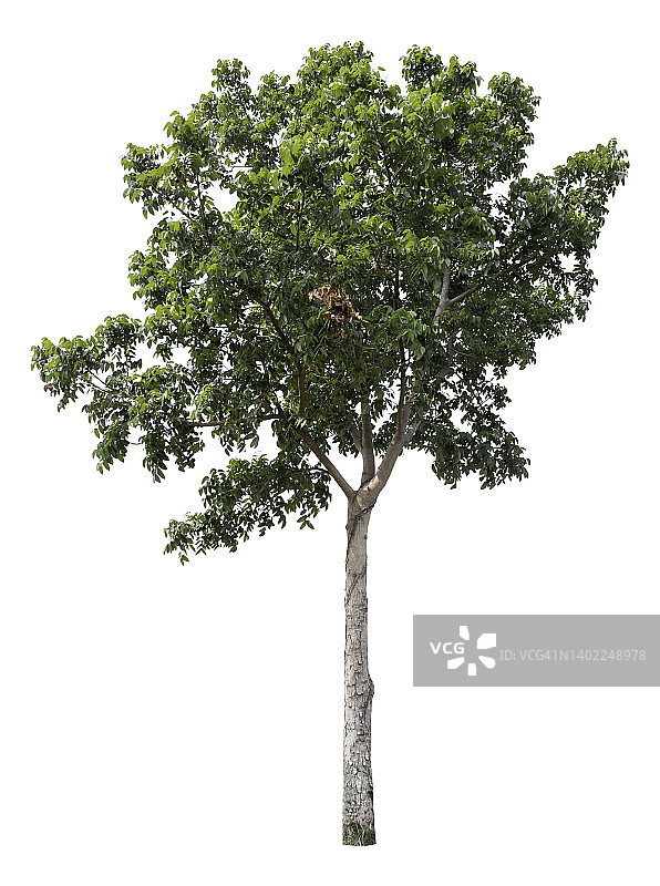 隔离在白色背景下的大型绿色树木图片素材