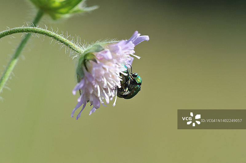 花丛中的甲虫交配图片素材