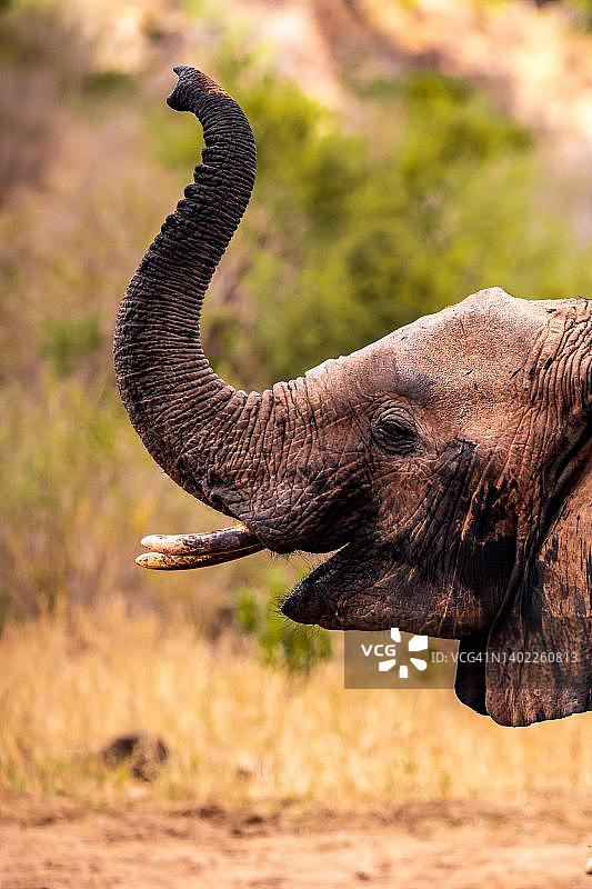 聚焦非洲象：肯尼亚察沃东国家公园图片素材