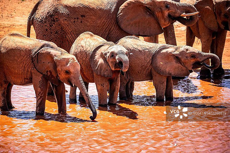 肯尼亚察沃东国家公园水坑边的非洲象群图片素材