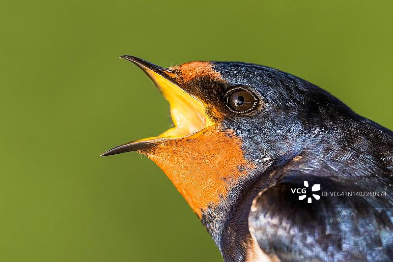 家燕（学名：Hirundo rustica），动物画像，德国黑森州图片素材