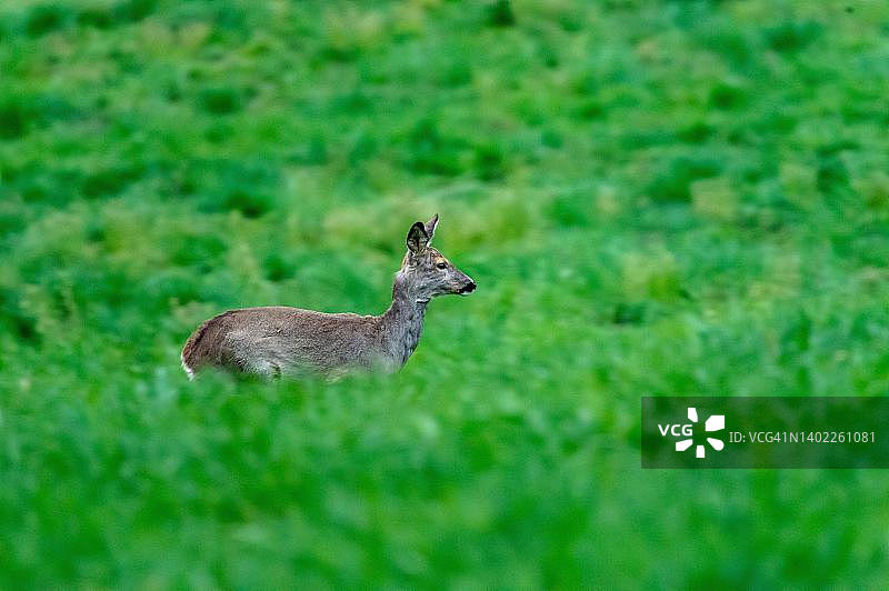 瑞士阿尔高州草地上行走的欧洲狍雌鹿图片素材