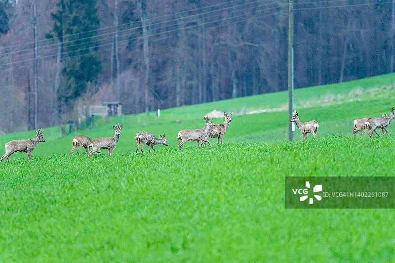 瑞士阿尔高州农业区中的欧洲狍图片素材