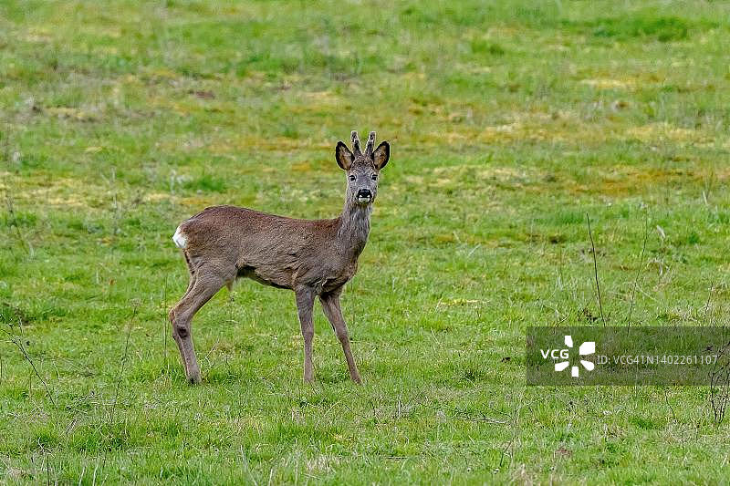 站在草甸上看着镜头的欧洲狍雄鹿（瑞士阿尔高州）图片素材