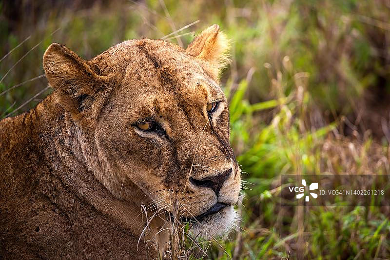 狮子（Panthera leo）：肯尼亚察沃东国家公园，躺在绿色灌木丛中的雌狮特写图片素材