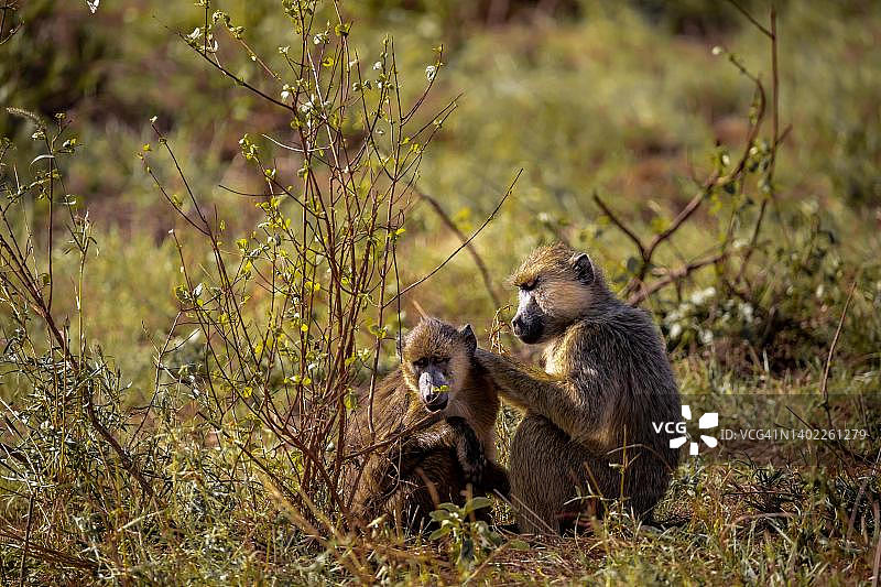非洲阿努比斯狒狒，肯尼亚察沃国家公园图片素材