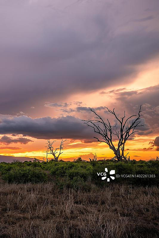 肯尼亚察沃国家公园，厚厚的雨云和枯树的壮丽日落景观照片图片素材