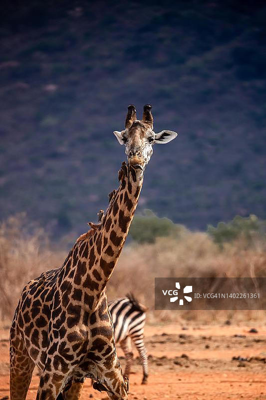 长颈鹿的肖像站在察沃国家公园的灌木丛中，肯尼亚图片素材
