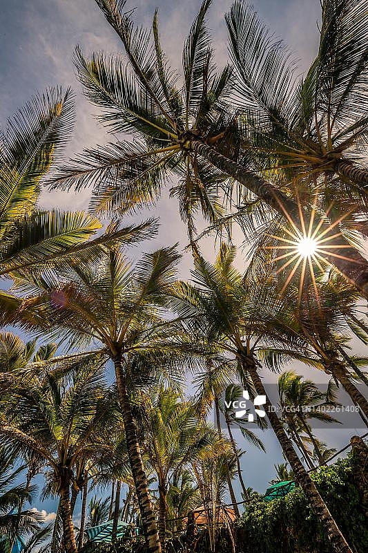 肯尼亚蒙巴萨尼亚利海滩棕榈树间的印度洋和阳光图片素材