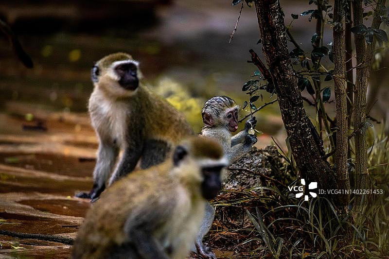 肯尼亚蒙巴萨的长尾猴群和幼崽图片素材