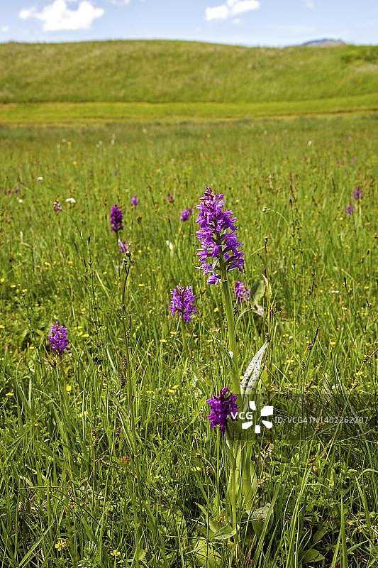 阔叶西方沼泽兰图片素材