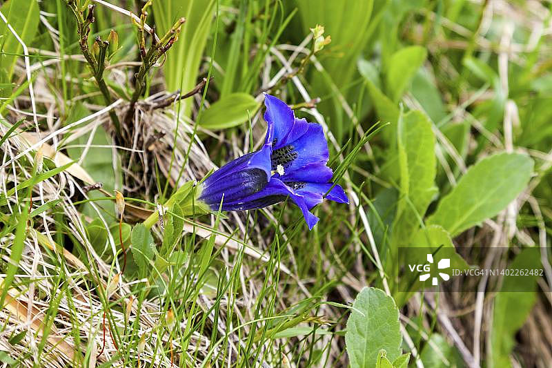 无茎龙胆（Gentiana acaulis），德国巴伐利亚阿尔高图片素材
