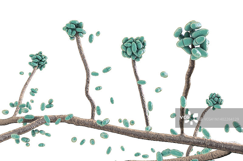 匍柄霉菌插画图片素材