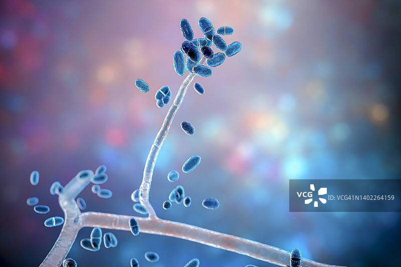 匍柄霉菌插画图片素材