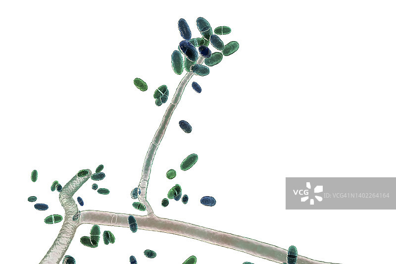 匍柄霉菌插画图片素材