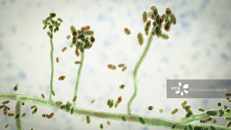 匍柄霉菌插画图片素材