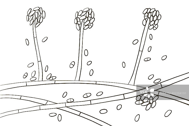 顶孢霉菌真菌，插图图片素材