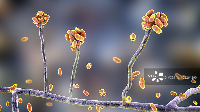 匍柄霉菌插画图片素材