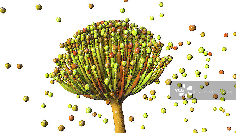 曲霉真菌插画图片素材