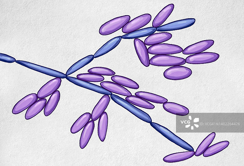 克弗尔假丝酵母菌，图示图片素材