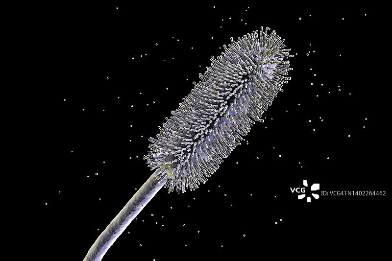 曲霉菌霉菌，插图图片素材