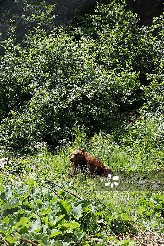 库泰雷沃的熊类保护区图片素材