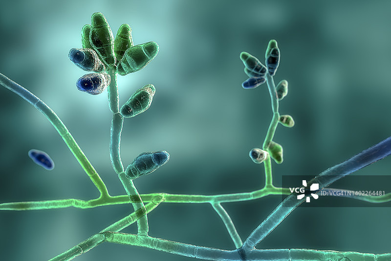 弯孢霉菌插图图片素材