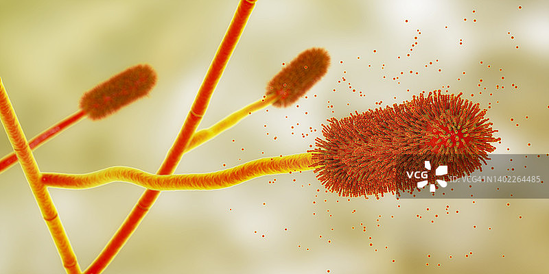 曲霉菌霉菌，插图图片素材