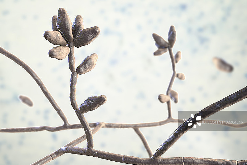 弯孢霉菌插图图片素材