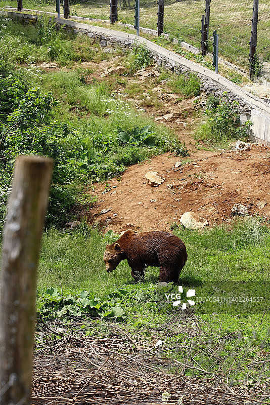 库泰雷沃的熊类保护区图片素材