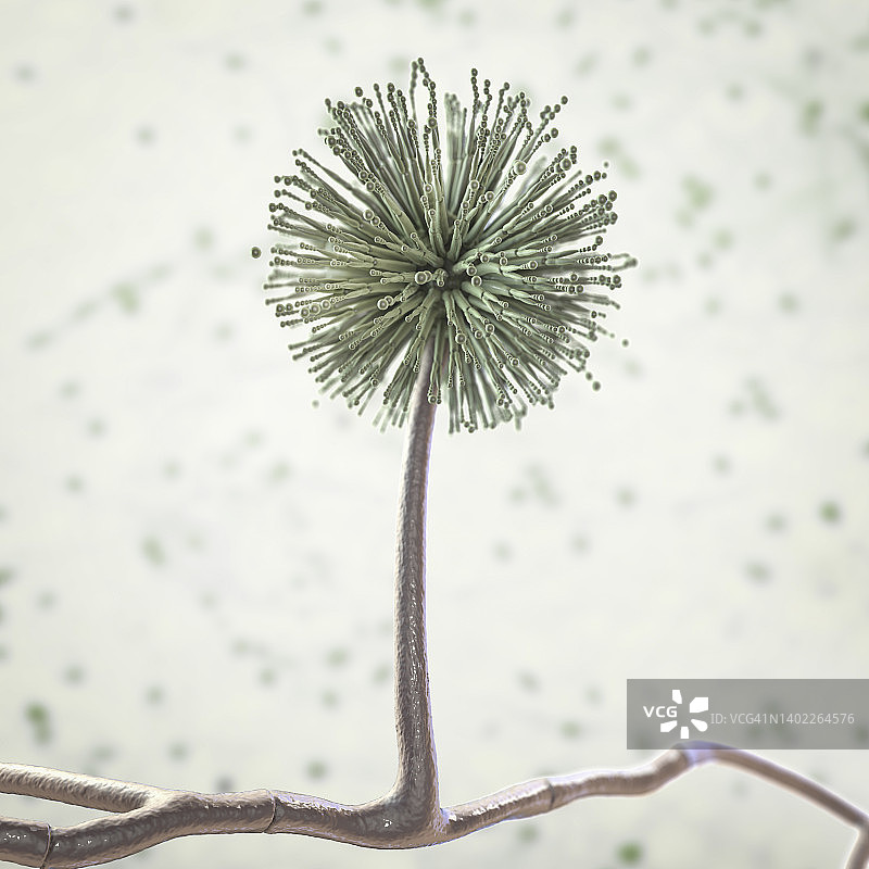 黑曲霉真菌插画图片素材