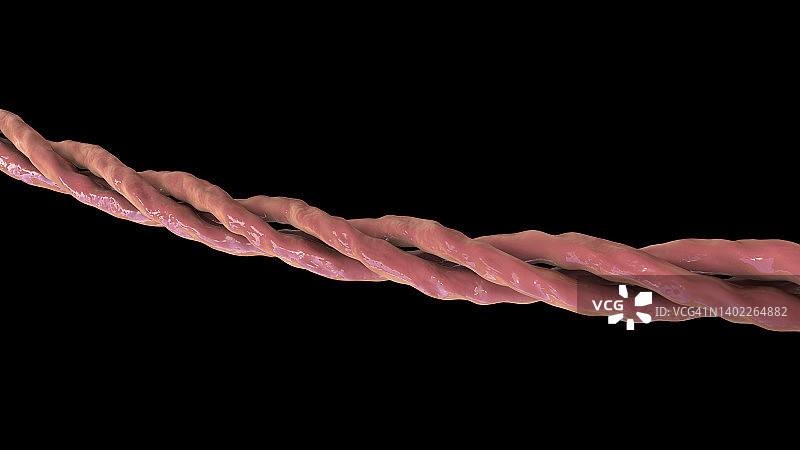 胶原蛋白三螺旋分子结构图图片素材