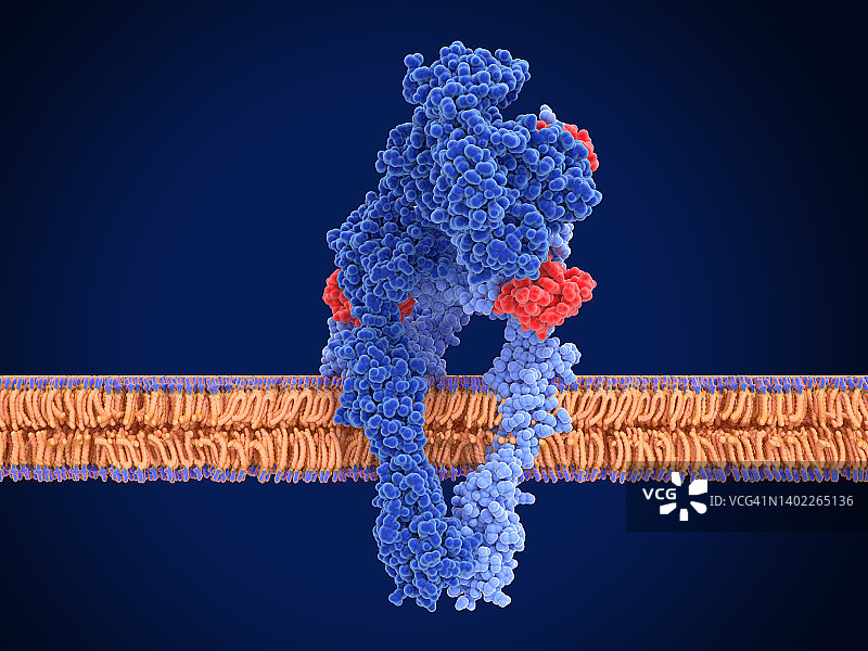 活性胰岛素受体插图图片素材