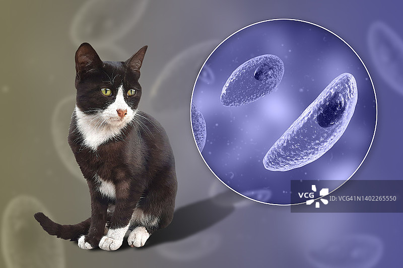 弓形虫寄生虫与猫的合成图像图片素材