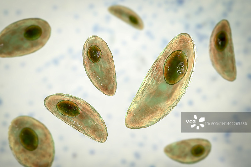 弓形虫寄生虫，图示图片素材