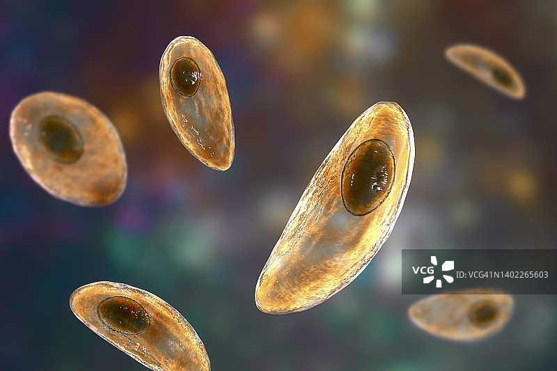 弓形虫寄生虫，图示图片素材