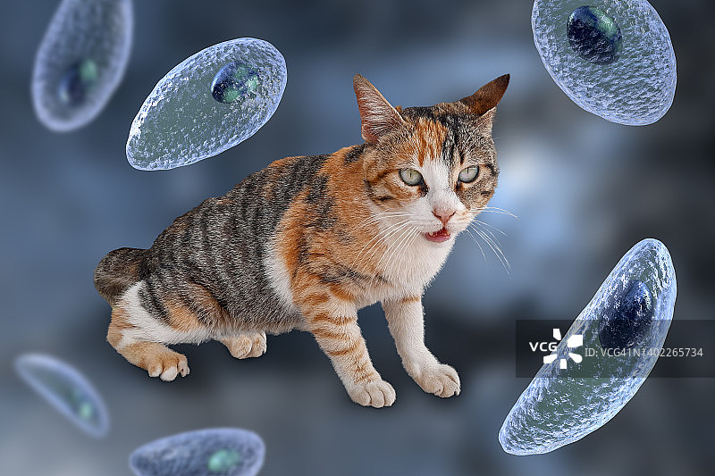弓形虫寄生虫与猫的合成图像图片素材