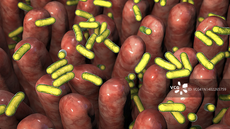 人体肠道微生物群，图示图片素材