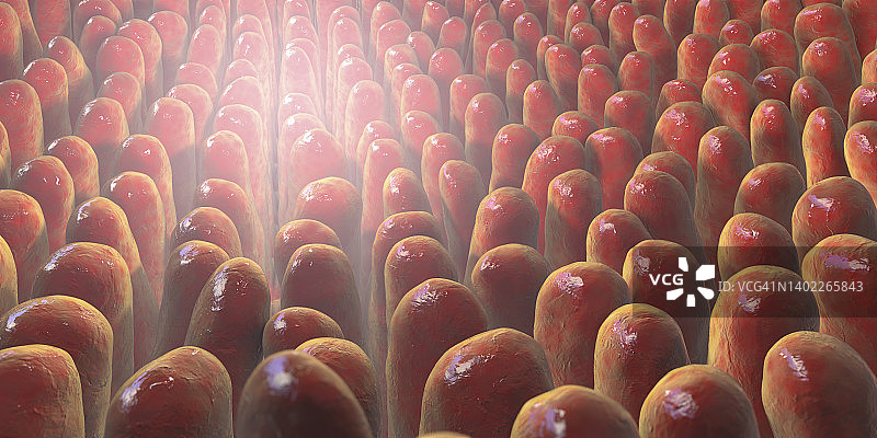 肠绒毛插图图片素材