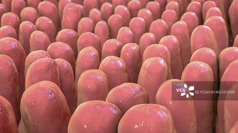 肠绒毛插图图片素材