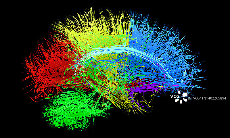 人脑神经束插图图片素材