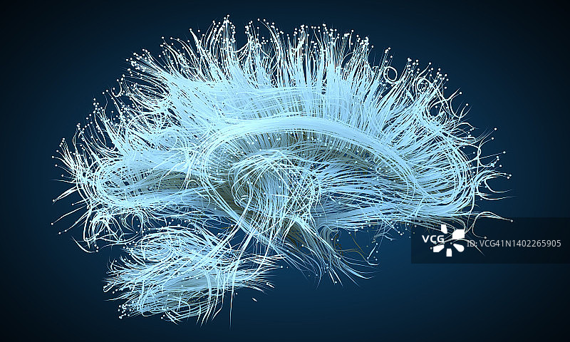 人脑神经束插图图片素材