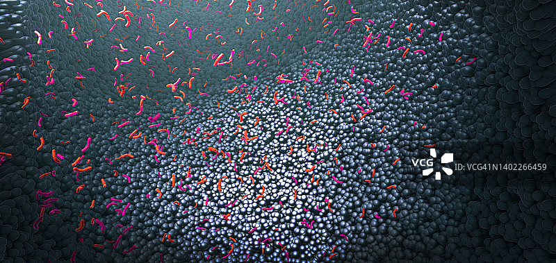 肠道菌群插图图片素材