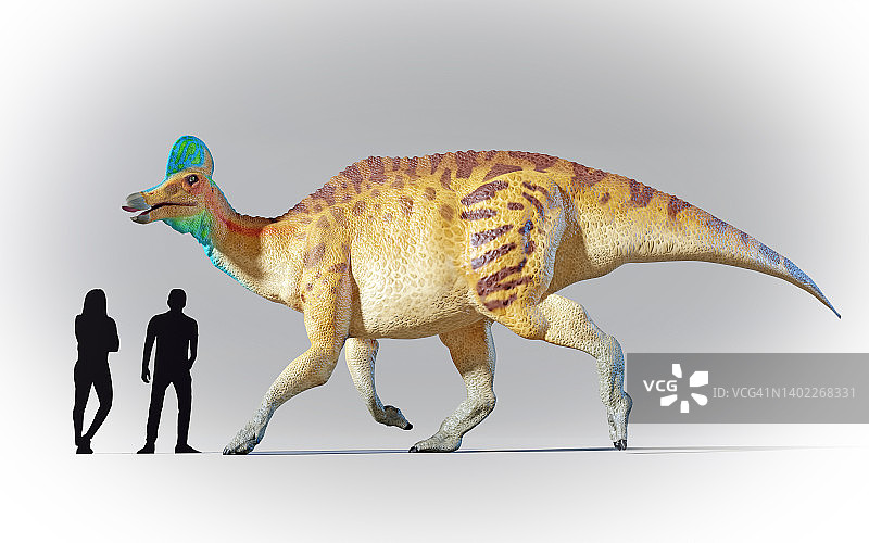 人类与头饰龙的比较图片素材