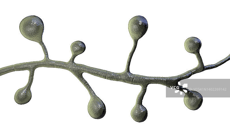 芽生菌真菌插图图片素材