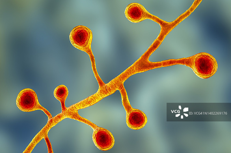 芽生菌真菌插图图片素材