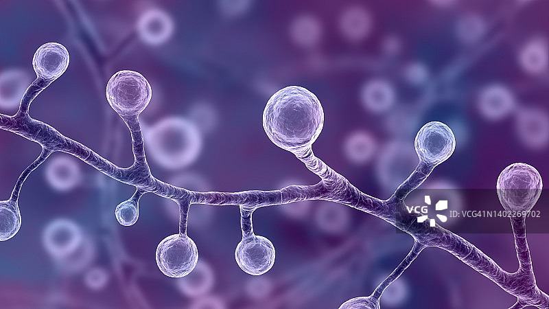 芽生菌真菌插图图片素材